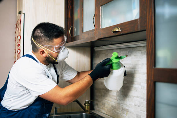 Best Local Pest Control Services  in Collierville, TN