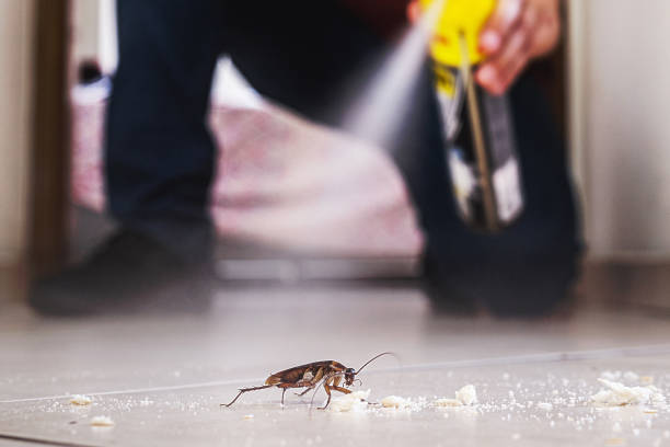 Best Termite Control Services  in Collierville, TN