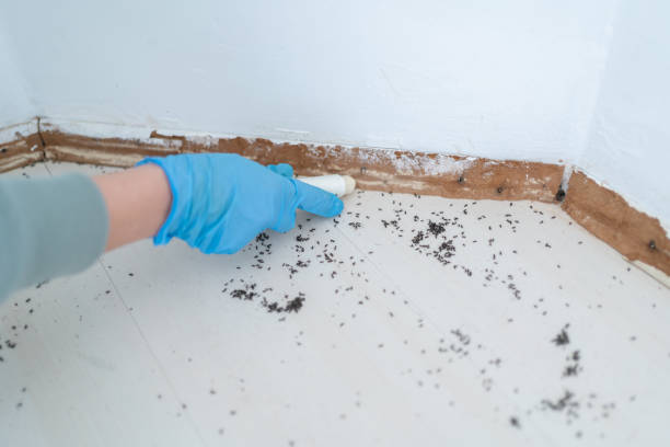 Best Emergency Pest Control  in Collierville, TN